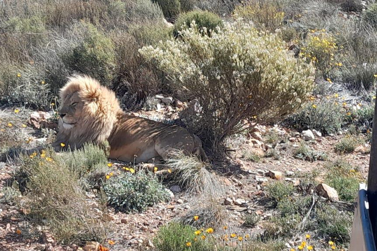 Cape Town: Cruise Passengers sunset Safari & Wine Tour