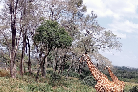 Lago Naivasha e ilha Crescent: Caminhando com animaisCaminhando com animais na ilha Crescent Safári de barco