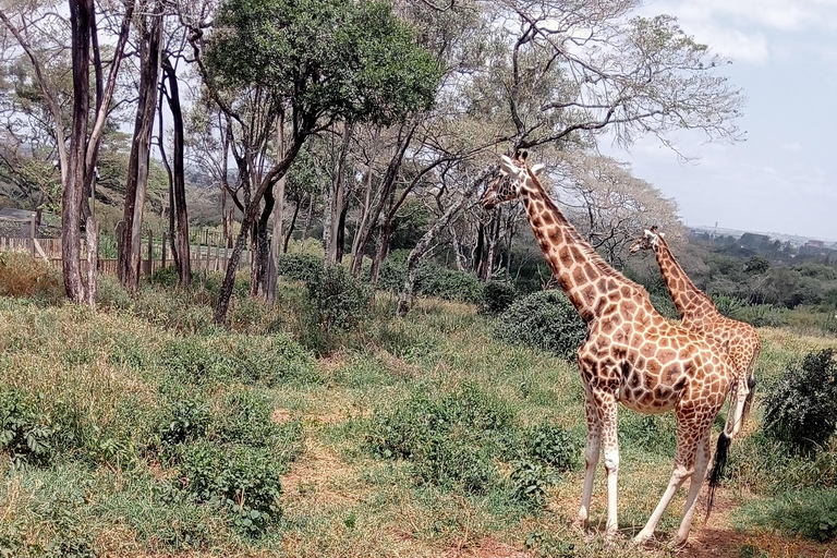 Lago Naivasha e ilha Crescent: Caminhando com animaisCaminhando com animais na ilha Crescent Safári de barco