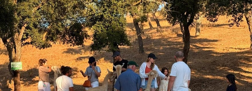 Grandola : Rencontre et nourrissage des alpagas