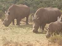 Von Kapstadt, Aquila Game Reserve Sunset Game Drive - Housity