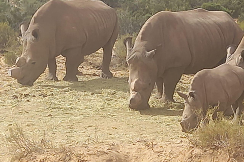 Vanuit Kaapstad: Aquila wildreservaat safari met lunch