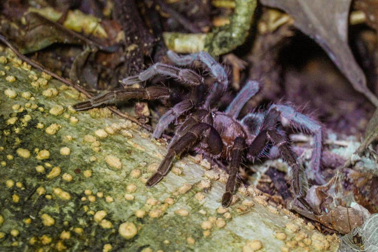 Manuel Antonio Nachttour durch den DschungelPrivate Tour