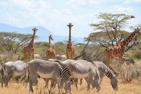 3 Days Samburu National Reserve Private safari