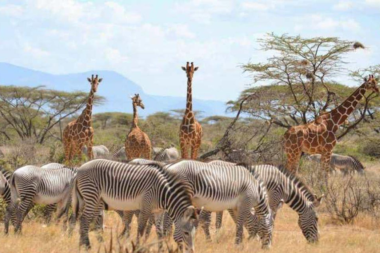 3 Days Samburu National Reserve Private safari