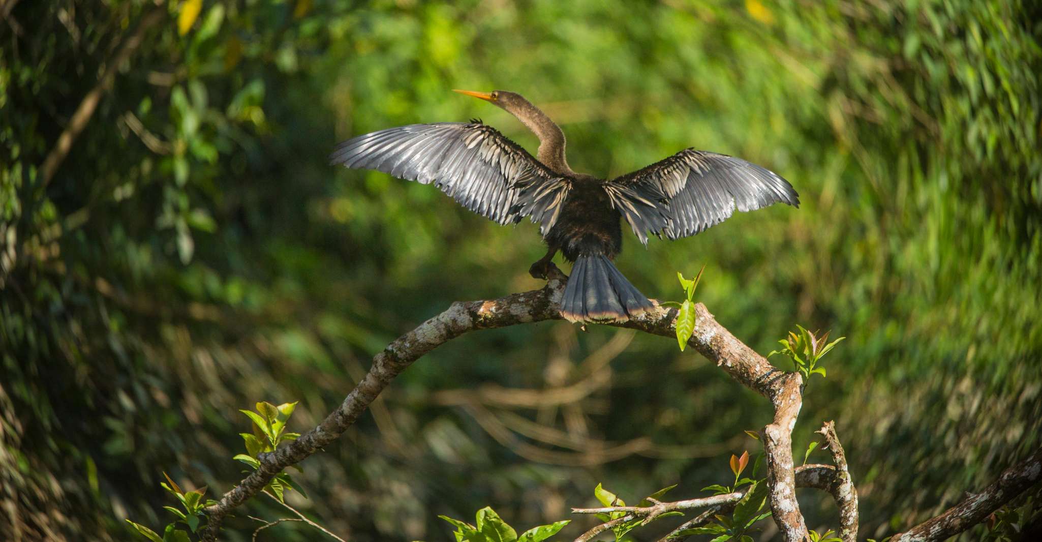 Tambopata Arara Macaw Clay Lick 4 dias/3 noites - Hizvo