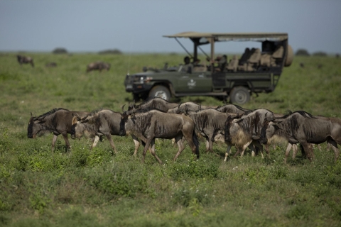 The Best Great Wildebeest Migration Luxury Safari 6-Day