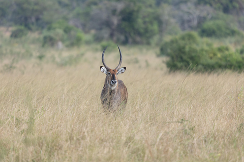 Visit Akagera national park with Passionate Guide