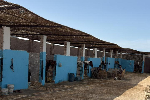Hurghada: Horse Riding in the Desert & Beach Experience 1 HR Desert Horse Riding Experience without transfer