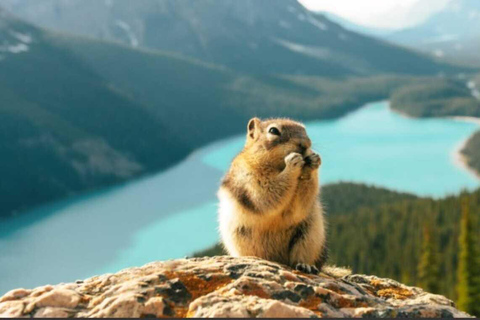 Banff: Lake Louise and Moraine Lake Tour with Pickup & Drop