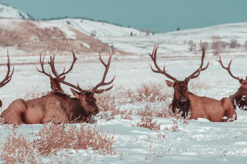 Salt Lake City: 4-Day Yellowstone & Grand Teton Winter Tour