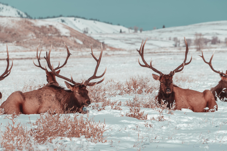 Salt Lake City: 4-Day Yellowstone & Grand Teton Winter Tour
