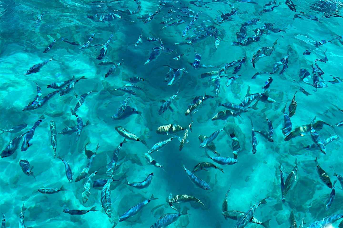 Fuerteventura: Dolphin watching and Lobo Island Combo Cruise