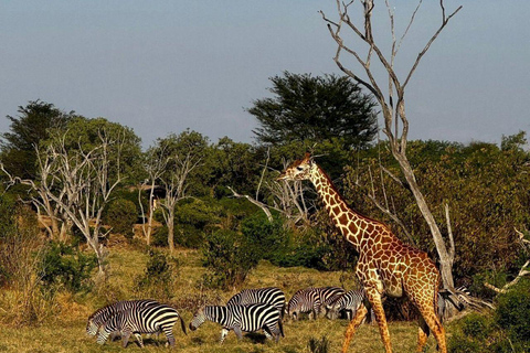 Mombasa/Diani: 2-Day Tsavo East Safari with Meals Private day tour to Tsavo East National Park - VAN
