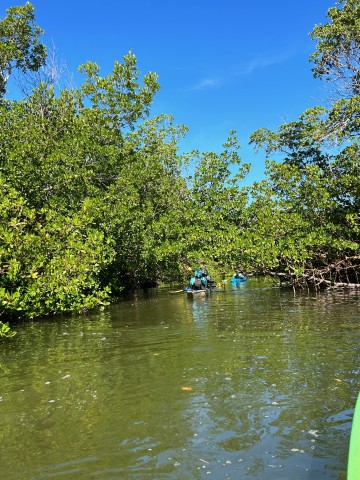 Visit Marco Island Mangrove Maze Kayak Tour (2hrs) in Naples