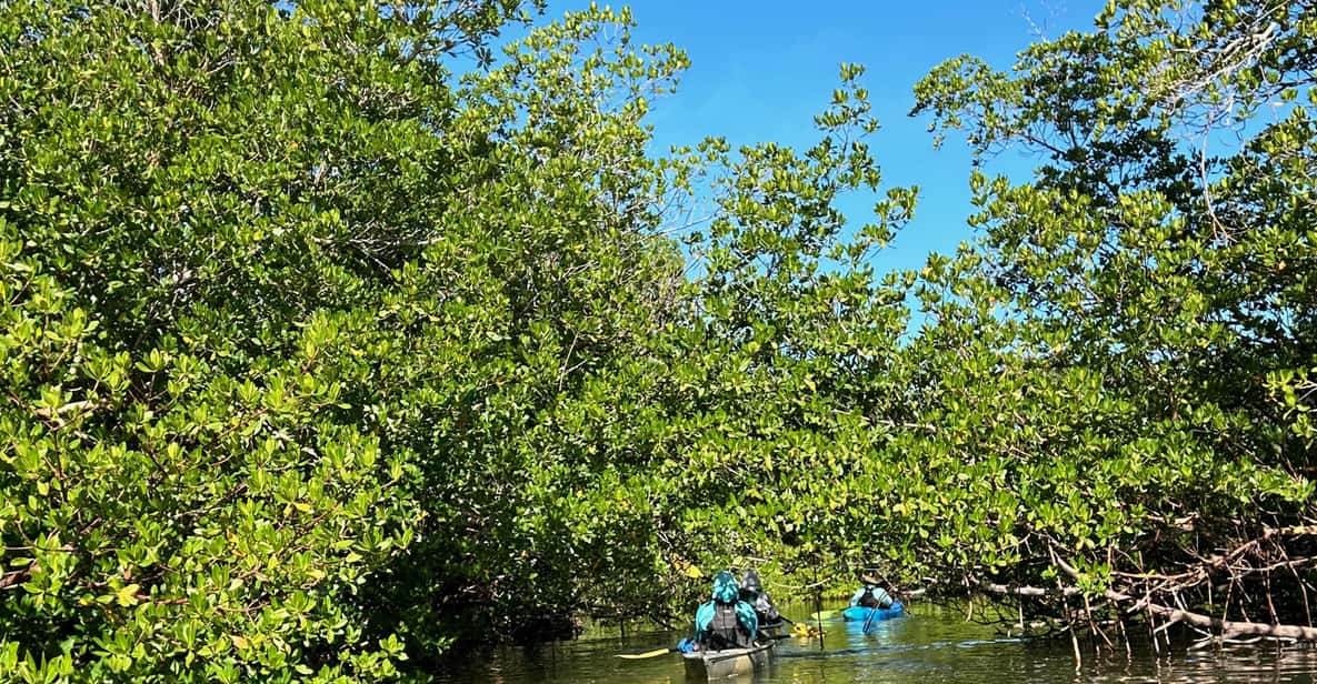 Marco Island: Mangrove Maze Kayak Tour (2hrs) | GetYourGuide