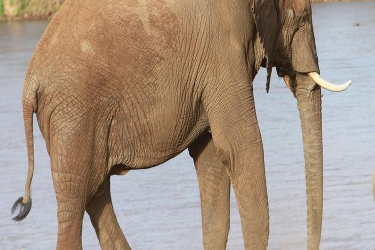 Safari de 4 días por el Parque Nacional de Aberdares y Samburu