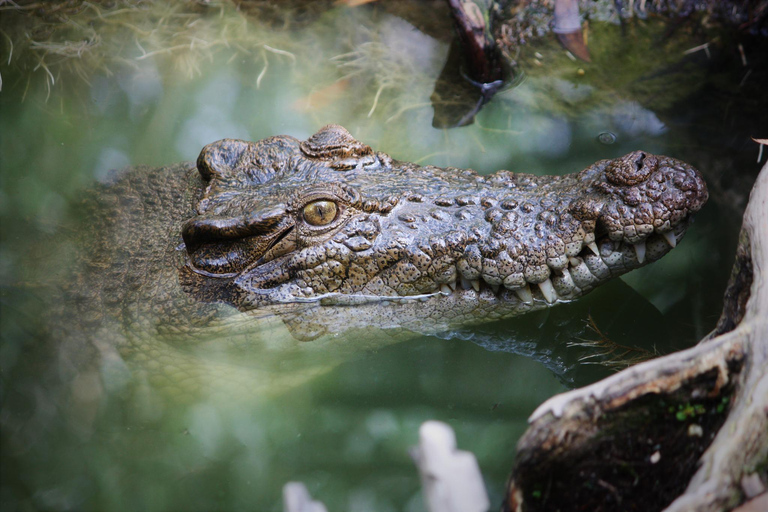 Cairns/Port Douglas: Overnight Rainforest to Reef Experience Daintree Overnight Rainforest & Reef - Private Double/Twin