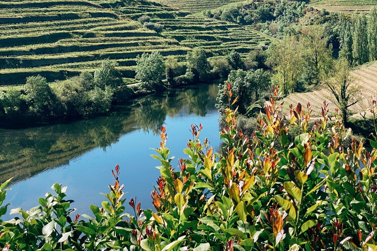 Douro-Tal: PRIVATE TOURS mit Weinverkostung und Mittagessen