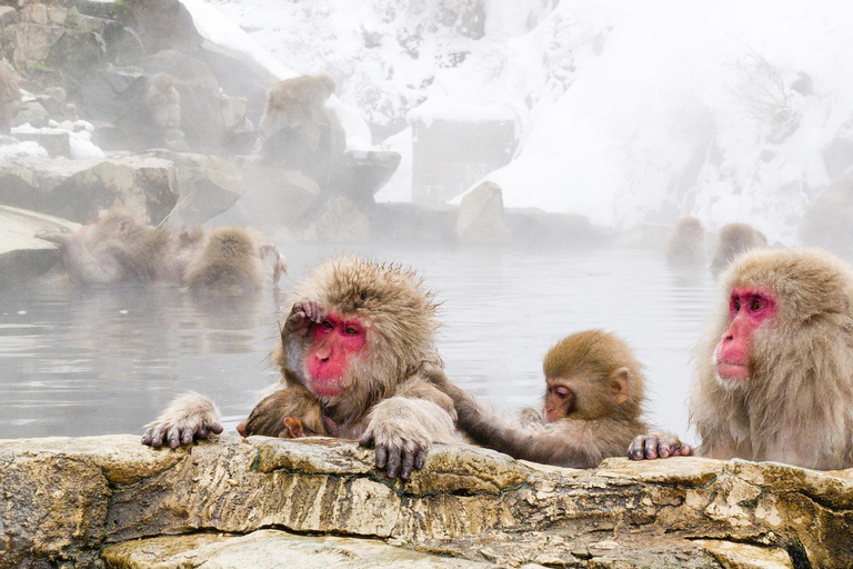 Tokio: Schneeaffen-private Tour und Nagano-individuell gestaltbare private TourInstagramable Snow Monkey Park Private Day Tour In Crown