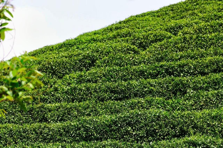 جولة شاي هانغتشو: القرى والبحيرات وتجربة الشاي المخفوقدليل للغة الإنجليزية والصينية