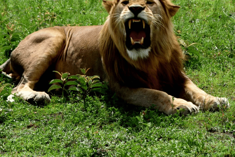 4-Day Safari Tour to Tarangire, Serengeti & Ngorongoro