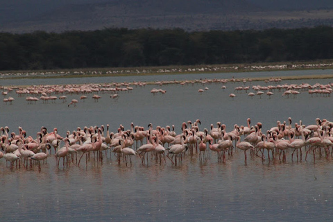 From Nairobi: Lake Nakuru National Park Safari Tour Landcruiser price