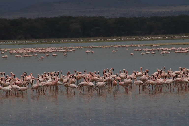 From Nairobi: Lake Nakuru National Park Safari Tour Landcruiser price