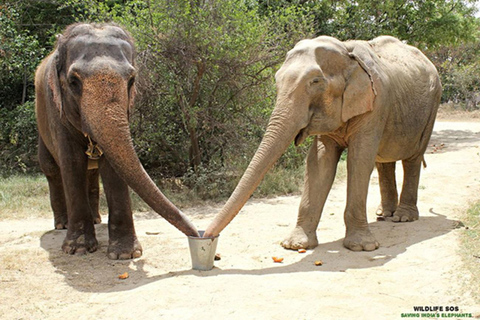 Taj Mahal et sanctuaire des éléphantsCircuit tout compris