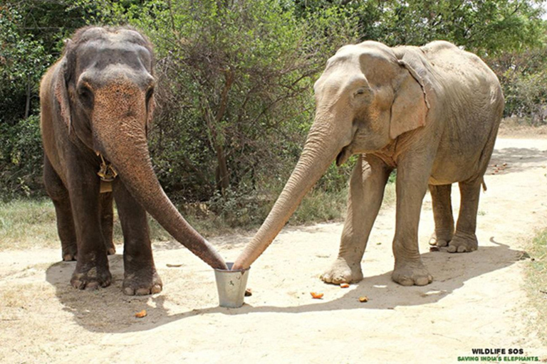 Taj Mahal et sanctuaire des éléphantsCircuit tout compris