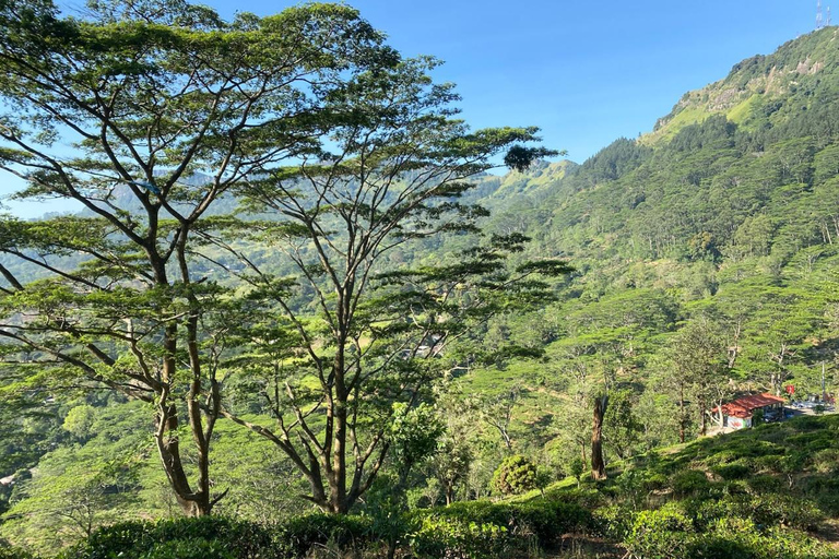 Kandy: Wakarewatta Nature & City Tuk Tuk Tour with Lunch