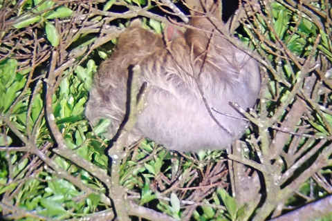 Monteverde Night Hike: Discover Wildlife in 2 Hours