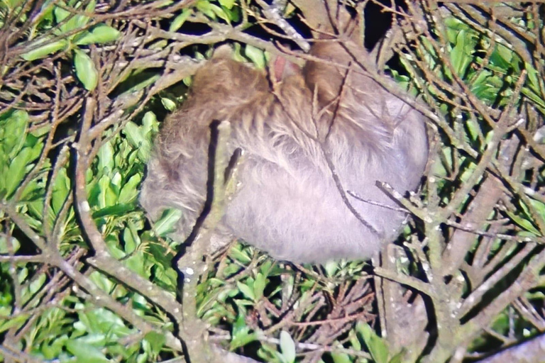 Monteverde Night Hike: Discover Wildlife in 2 Hours