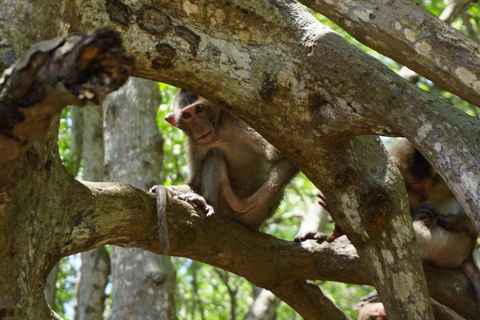 Ho Chi Minh: Can Gio Mangrove and Monkey Island Day Trip