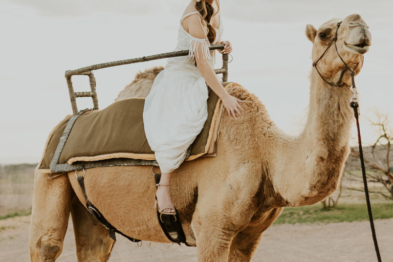 Las Vegas: Desert Camel Ride