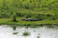 Pokhara, 1 noche de 2 días Chitwan Safari Tour - Housity