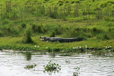 Pokhara: 1 Night 2 Day Chitwan Safari Tour