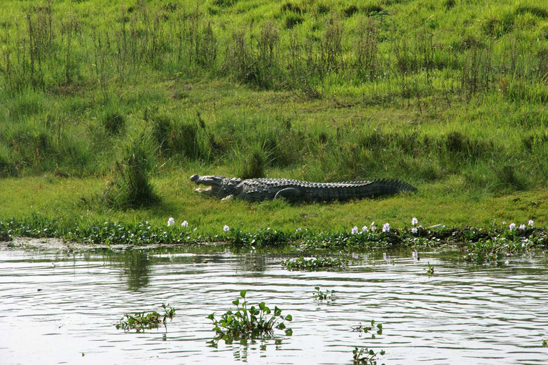 Pokhara: 1 natt 2 dagar Chitwan Safari Tour