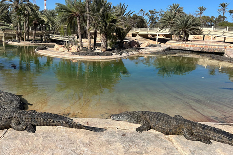 Djerba: Crocodiles, Guided Museum Tour & Free Souvenir