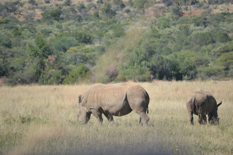 Pilanesberg Tour Big 5 hunt Pilanesberg Tour Big 5 hunt