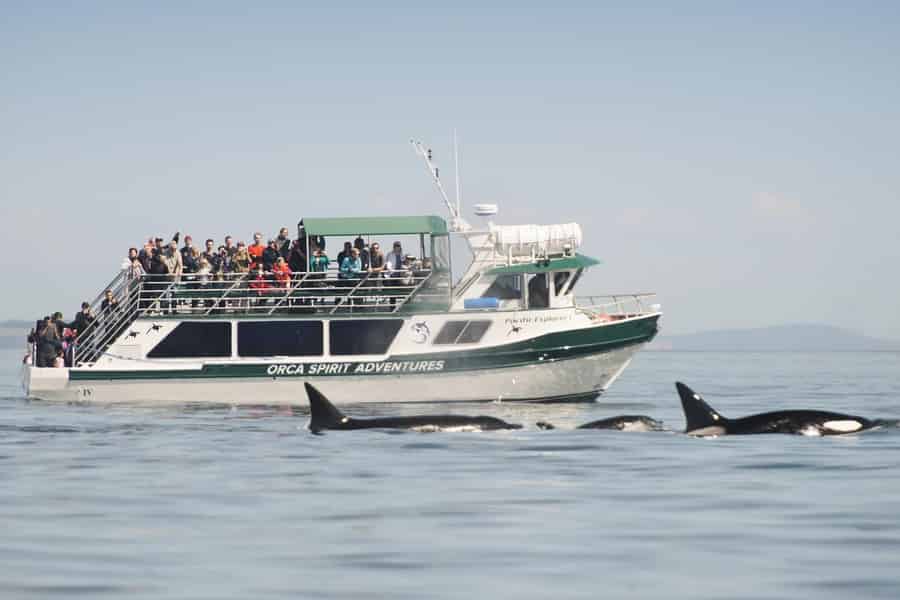 Von Victoria aus: Walbeobachtungstour auf einem überdachten Boot. Foto: GetYourGuide