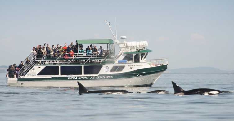 From Victoria: Whale Watching Trip on Covered Boat