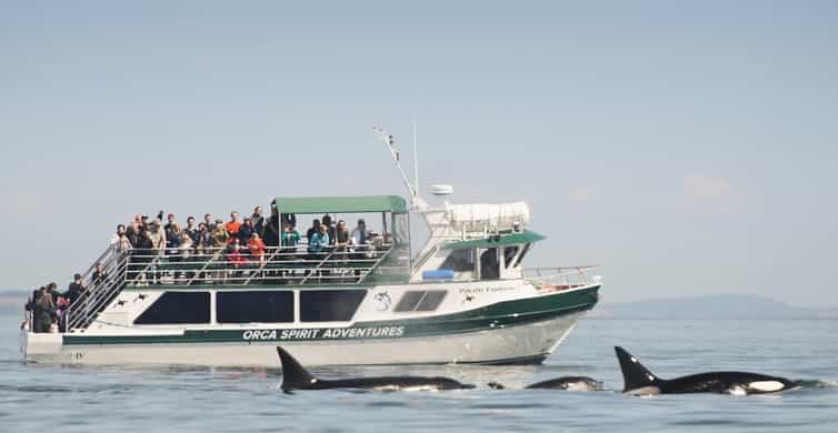 From Victoria: Whale Watching Trip on Covered Boat