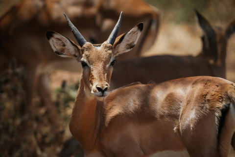 Lake Manyara Day TripPrivate Lake Manyara day trip