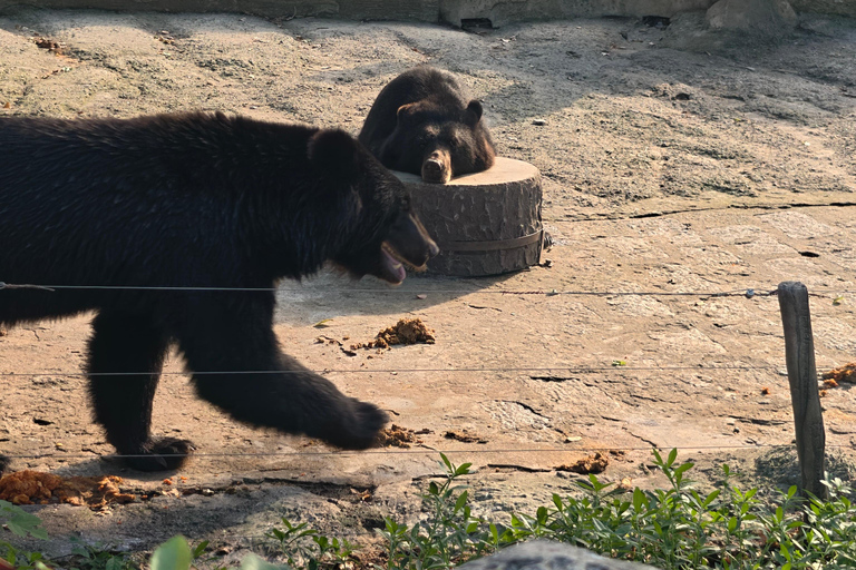 Shanghai Hidden Water Town Temple Snack&Wildlife Park Safari Water town+Day Safari from October 5 2026 (Zoo early closed)