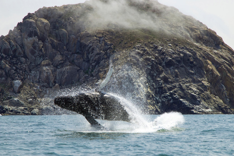 Morro Bay: Whale Watching with Lost Isle Adventures