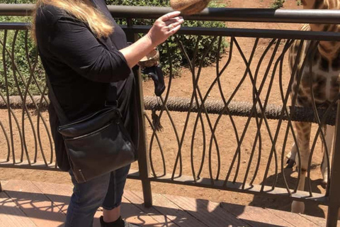 Nairobi: Giraffe Centre Visit and Giraffe Feeding Experience