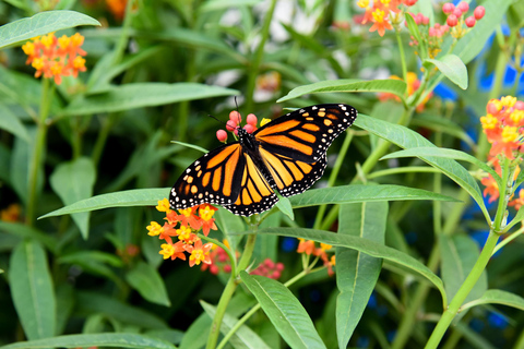 شلالات نياجارا، كندا جولة عجائب الشتاء