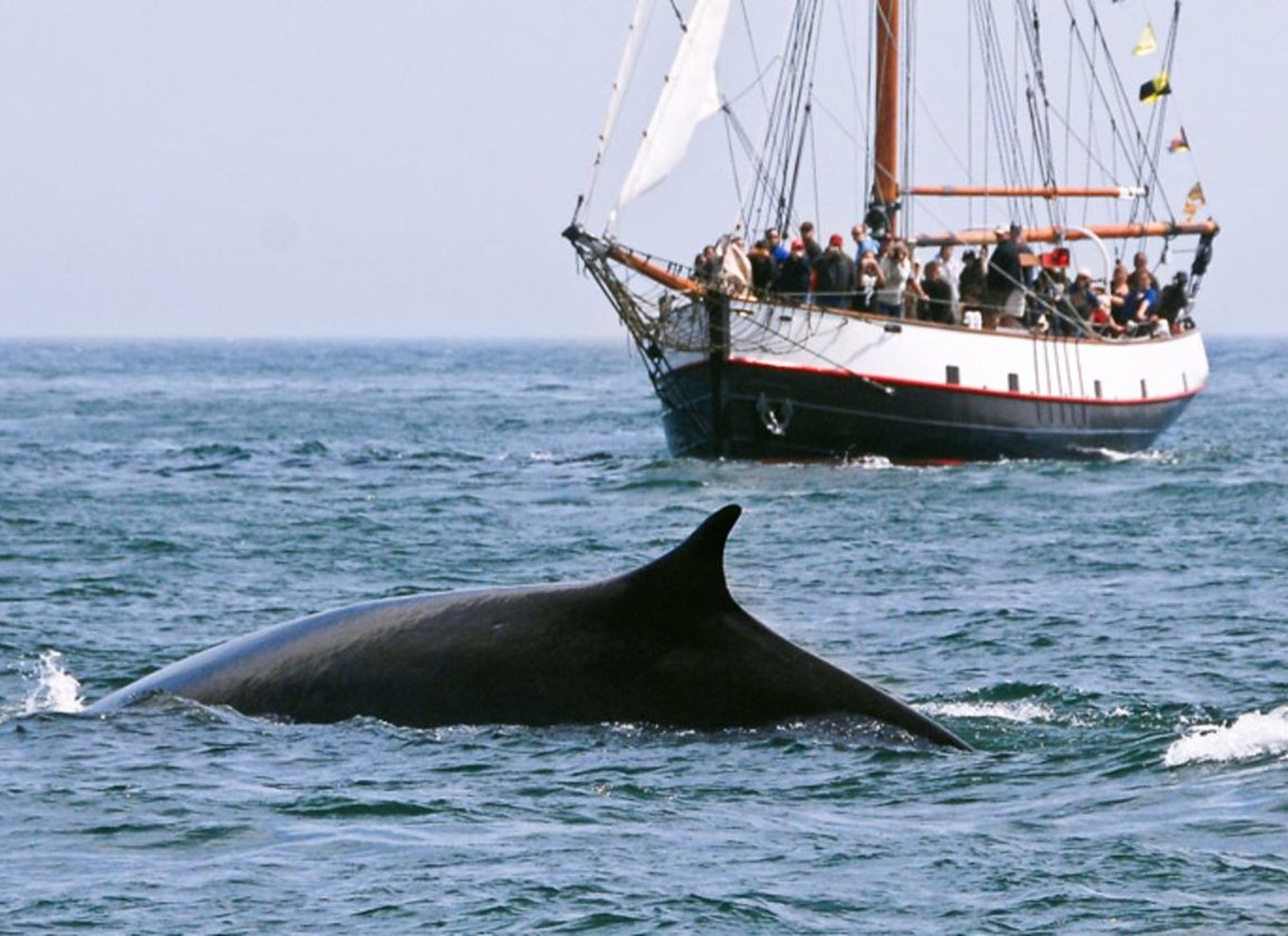 Fra Saint John: Hvalsafari i Saint Andrews