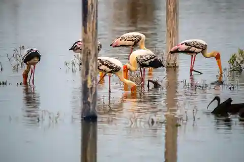 Drop Agra from Delhi See Fasthpur Sikri, Bharatpur Bird Park